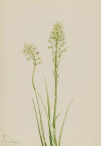 Camasus venenosus (Zygadenus venenosus) od Mary Vaux Walcott