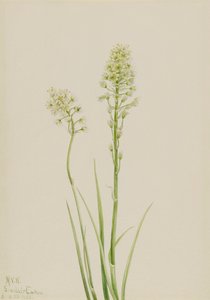 Smrt Camas Zygadenus venenosus, 1923 od Mary Vaux Walcott