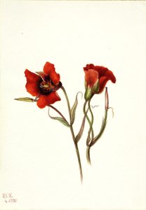Pouštní mariposa (Calochortus kennedyi) od Mary Vaux Walcott