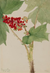 Ďábloklub (Echinopanax horridum) od Mary Vaux Walcott