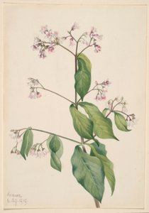 Psineček obecný (Apocyum androsaemfolium) od Mary Vaux Walcott