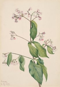 Dogbane Apocyum androsaemfolium, 1919. od Mary Vaux Walcott