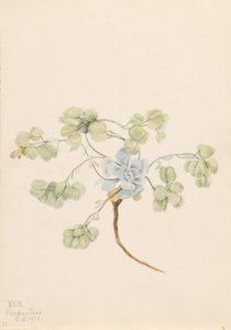 Měchýřovka dvojitá (Physaria didymocarpa) od Mary Vaux Walcott