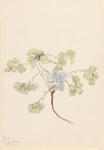 Dvojitý měchýř Physaria didymocarpa, 1920. od Mary Vaux Walcott