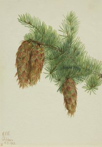 Douglaska Pseudotsuga mucronata, 1923. od Mary Vaux Walcott