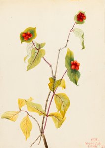 Zimolez douglaska (Lonicera glaucescens) od Mary Vaux Walcott