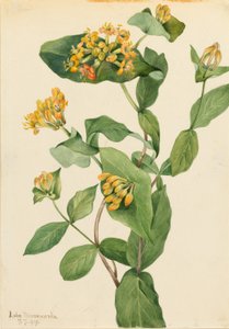 Zimolez douglaska (Lonicera glaucescens) od Mary Vaux Walcott