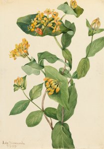Zimolez Douglas Lonicera glaucescens, 1919. od Mary Vaux Walcott