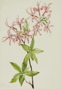Pýřitý Pinxter Bloom Azalea rosea, 1923. od Mary Vaux Walcott