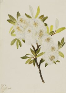 Drummond Willow Salix drummondiana, 1921. od Mary Vaux Walcott