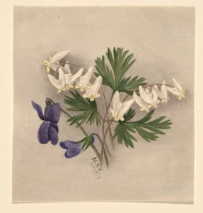 Holanďanská kukla (Bikukulla cucullaria) od Mary Vaux Walcott