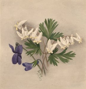 Holanďanské kalhoty Bikullaria, od Mary Vaux Walcott