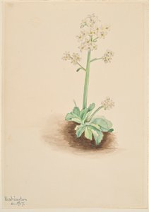 Lomikámen panenský (Saxifraga virginiensis) od Mary Vaux Walcott