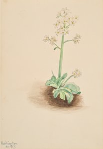 Saxifrage raný Saxifraga virginiensis, 1917. od Mary Vaux Walcott