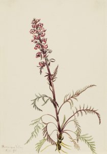 Sloní hlava (Pedicularis groenlandica)