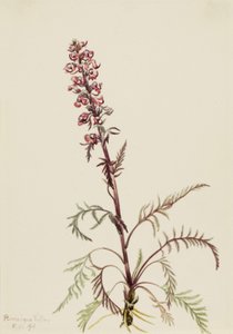 Elephanthead Pedicularis groenlandica, 1916 od Mary Vaux Walcott