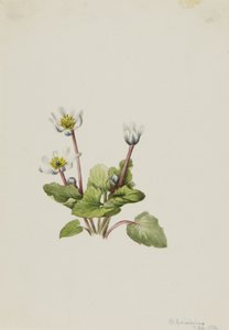 Elkslip Caltha leptosepala, 1916. od Mary Vaux Walcott