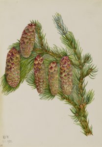 Smrk Engelmannův (Picea engelmanni) od Mary Vaux Walcott