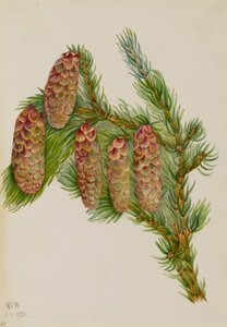 Smrk Engelmann Picea engelmanni, 1920. od Mary Vaux Walcott
