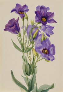 Eustoma russelianum od Mary Vaux Walcott