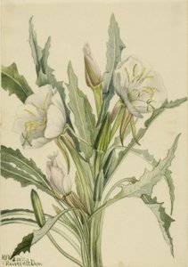 Večernice (Pachyoplus hirsutus) od Mary Vaux Walcott