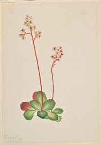Lomikámen vždyzelený (Leptarrhena pyrolifolia) od Mary Vaux Walcott