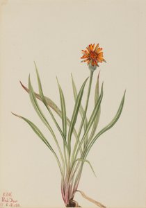 Pampeliška nepravá (Agoseris aurantiaca) od Mary Vaux Walcott