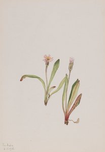 Pampeliška falešná Agoseris carnea, 1918. od Mary Vaux Walcott