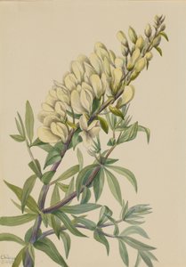 Falešný Indigo Baptista bructeata, 1932. od Mary Vaux Walcott
