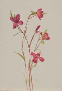 Loučení s jarem (Godetia amoena lilja) od Mary Vaux Walcott