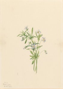 Fialka polní (Viola rafinesquii) od Mary Vaux Walcott