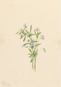 Fialka polní Viola rafinesquii, 1919. od Mary Vaux Walcott