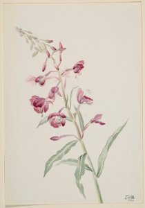 Ohnivec úzkolistý (Epilobium angustifolium) od Mary Vaux Walcott
