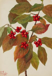 Kvetoucí dřín Cornus florida, 1926.