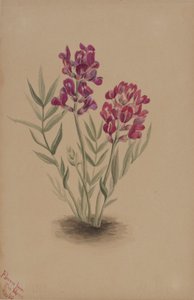 Květiny z Mesa od Mary Vaux Walcott