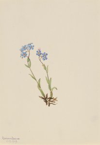 Zapomenutka alpská (Myosotis alpestris) od Mary Vaux Walcott