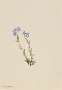 Forget-Me-Not Myosotis alpestris, 1907. od Mary Vaux Walcott
