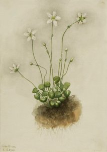 Parnassia třásnitá Parnassia fimbriata, 1905. od Mary Vaux Walcott
