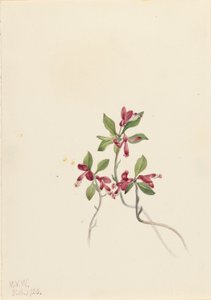 Polygala třásnitá (Polygala paucifolia) od Mary Vaux Walcott