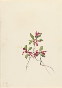 Fringed Polygala Polygala paucifolia, 1920. od Mary Vaux Walcott