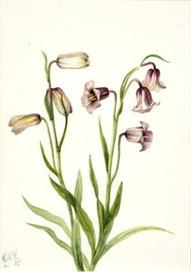 Květopas dvoukvětý (Fritillaria biflora) od Mary Vaux Walcott