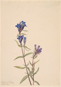 Hořec příbuzný (Gentiana affinis) od Mary Vaux Walcott