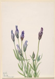 Hořec makový (Gentiana macounii) od Mary Vaux Walcott