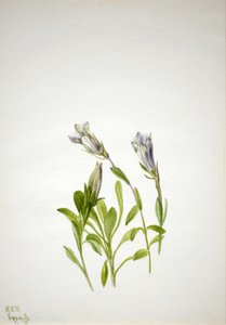Hořec nový (Gentiana newberri) od Mary Vaux Walcott