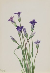 Gentian Gentiana holopetala, 1936. od Mary Vaux Walcott