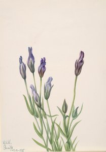 Hořec Gentiana macounii, 1935. od Mary Vaux Walcott