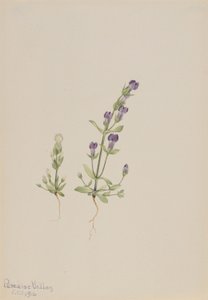 Gentiana propingua od Mary Vaux Walcott