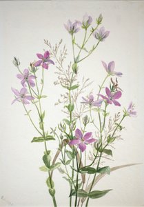 Gentianacease sabbalia angularis od Mary Vaux Walcott