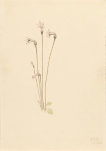 Ghostpipe Thalesia uniflora, 1920. od Mary Vaux Walcott