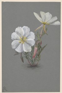 Čemeřice obrovská Epipactis gigantea, ca. 1880. od Mary Vaux Walcott